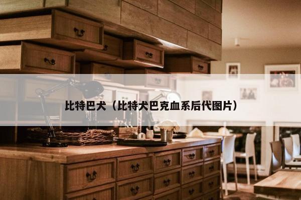 比特巴犬(比特犬巴克血系后代图片)