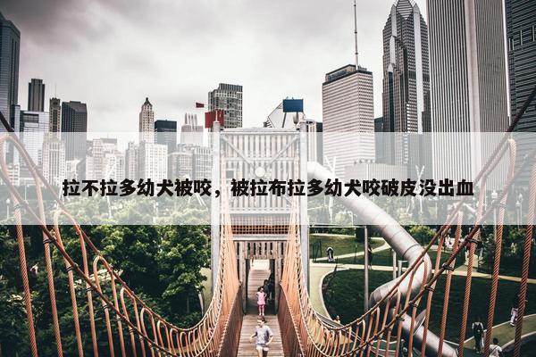 拉不拉多幼犬被咬，被拉布拉多幼犬咬破皮没出血
