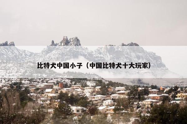 比特犬中国小子(中国比特犬十大玩家)