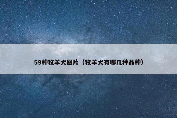 59种牧羊犬图片(牧羊犬有哪几种品种)