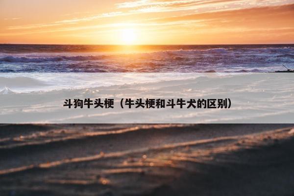 斗狗牛头梗(牛头梗和斗牛犬的区别)