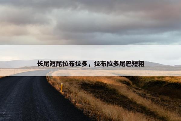 长尾短尾拉布拉多,拉布拉多尾巴短粗