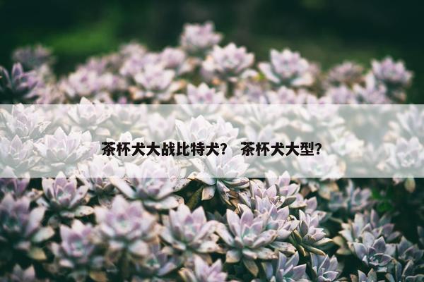 茶杯犬大战比特犬？ 茶杯犬大型？