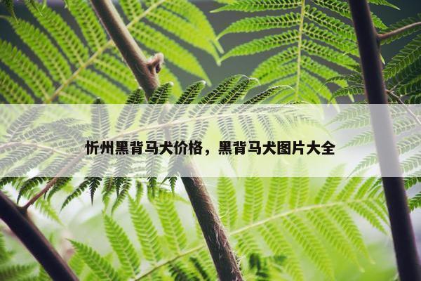 忻州黑背马犬价格，黑背马犬图片大全