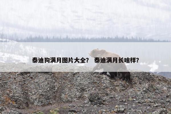 泰迪狗满月图片大全？ 泰迪满月长啥样？