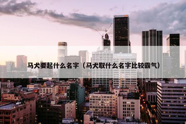 马犬要起什么名字（马犬取什么名字比较霸气）