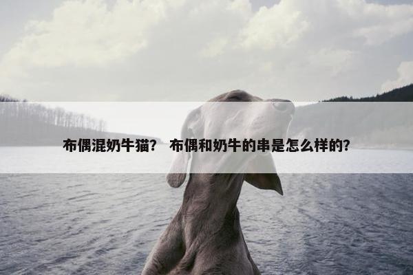 布偶混奶牛猫？ 布偶和奶牛的串是怎么样的？