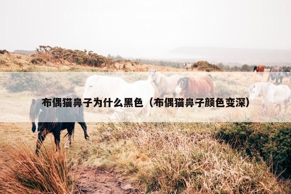 布偶猫鼻子为什么黑色（布偶猫鼻子颜色变深）