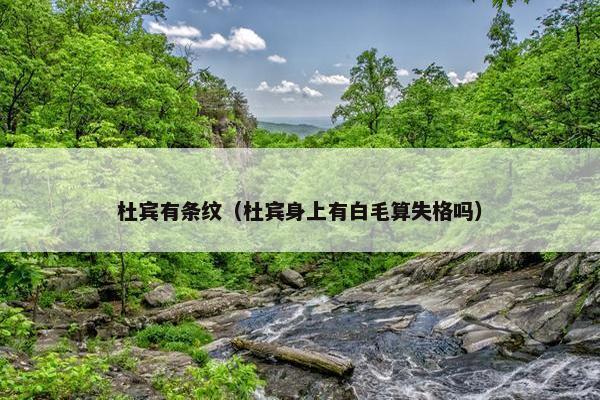 杜宾有条纹(杜宾身上有白毛算失格吗)