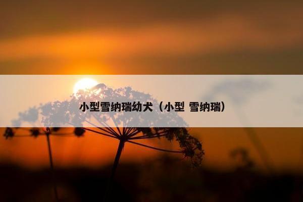 小型雪纳瑞幼犬（小型 雪纳瑞）
