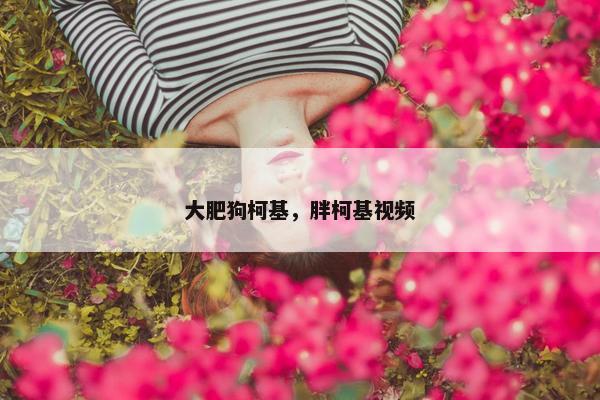 大肥狗柯基,胖柯基视频