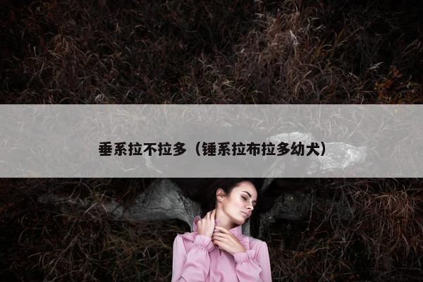 垂系拉不拉多(锤系拉布拉多幼犬)