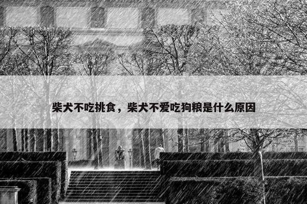 柴犬不吃挑食，柴犬不爱吃狗粮是什么原因