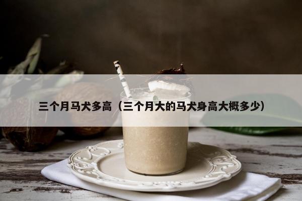 三个月马犬多高（三个月大的马犬身高大概多少）