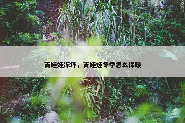 吉娃娃冻坏，吉娃娃冬季怎么保暖