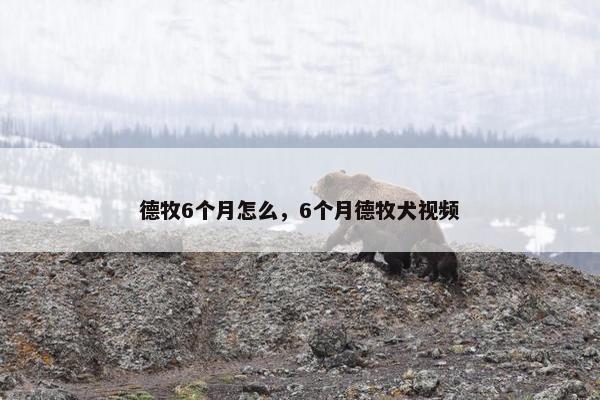 德牧6个月怎么,6个月德牧犬视频