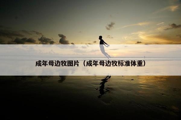 成年母边牧图片（成年母边牧标准体重）