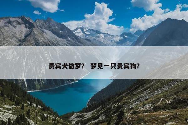 贵宾犬做梦? 梦见一只贵宾狗?