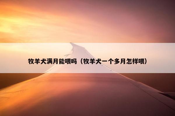 牧羊犬满月能喂吗（牧羊犬一个多月怎样喂）