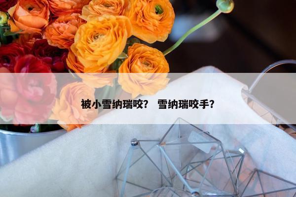 被小雪纳瑞咬？ 雪纳瑞咬手？