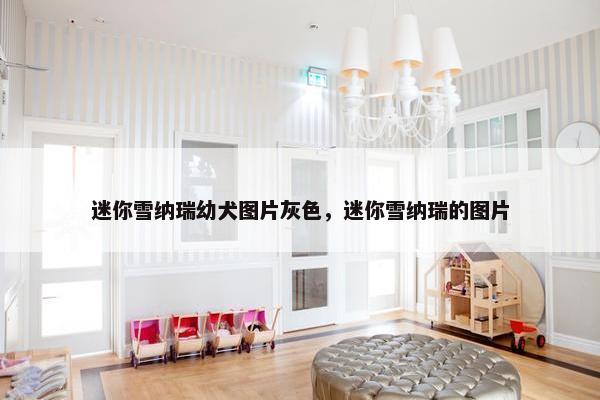 迷你雪纳瑞幼犬图片灰色，迷你雪纳瑞的图片