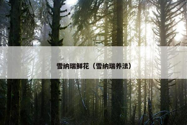 雪纳瑞鲜花（雪纳瑞养法）