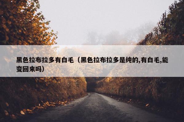 黑色拉布拉多有白毛（黑色拉布拉多是纯的,有白毛,能变回来吗）