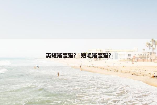 英短渐变猫？ 短毛渐变猫？