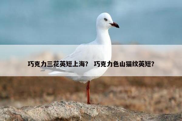 巧克力三花英短上海? 巧克力色山猫纹英短?