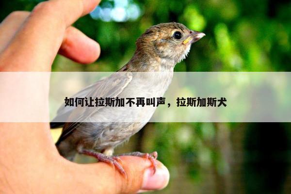 如何让拉斯加不再叫声，拉斯加斯犬