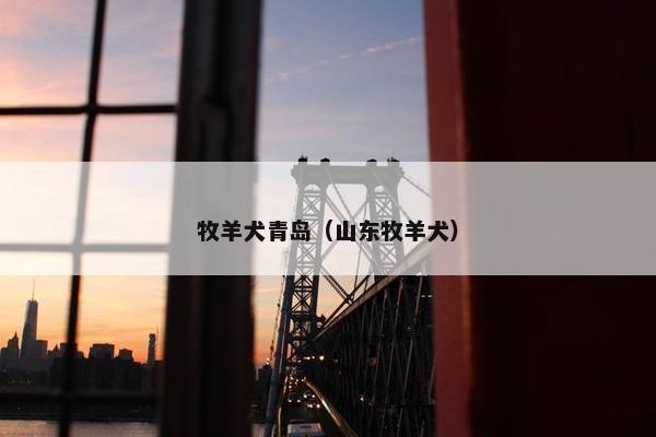 牧羊犬青岛（山东牧羊犬）