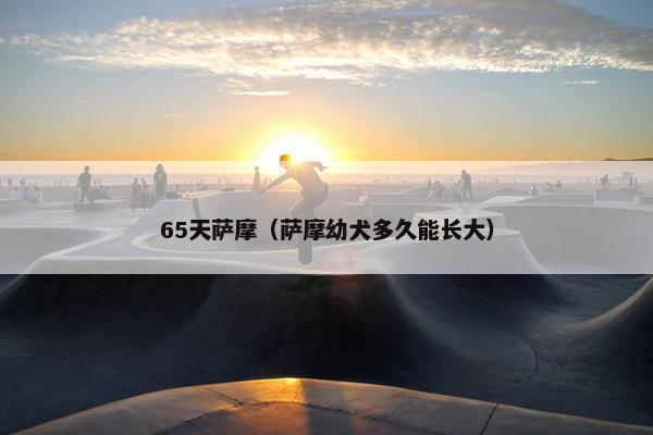 65天萨摩（萨摩幼犬多久能长大）