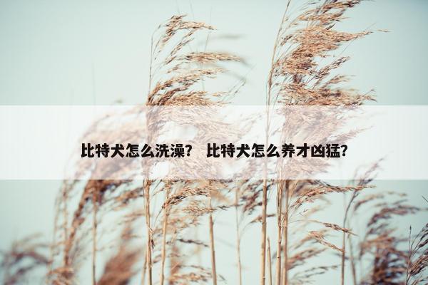 比特犬怎么洗澡? 比特犬怎么养才凶猛?