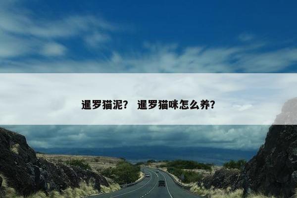 暹罗猫泥？ 暹罗猫咪怎么养？