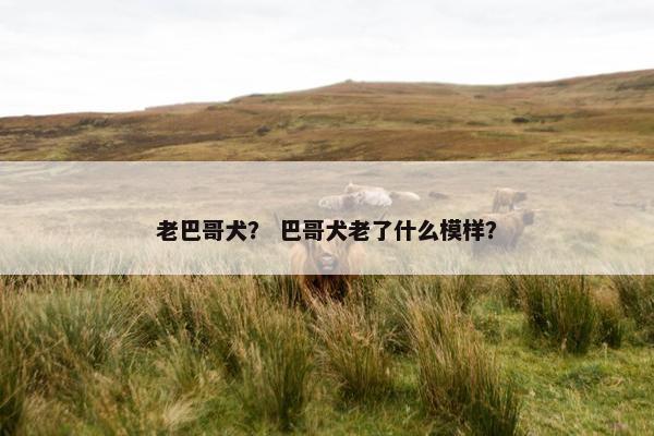 老巴哥犬？ 巴哥犬老了什么模样？