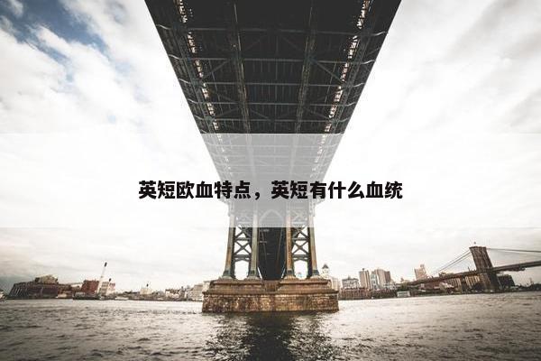英短欧血特点，英短有什么血统