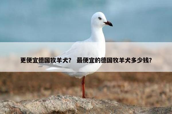 更便宜德国牧羊犬？ 最便宜的德国牧羊犬多少钱？
