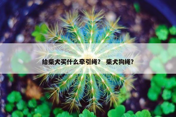 给柴犬买什么牵引绳？ 柴犬狗绳？