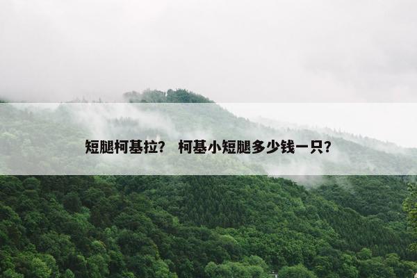 短腿柯基拉？ 柯基小短腿多少钱一只？