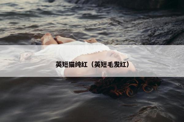 英短猫纯红(英短毛发红)
