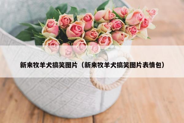 新来牧羊犬搞笑图片（新来牧羊犬搞笑图片表情包）