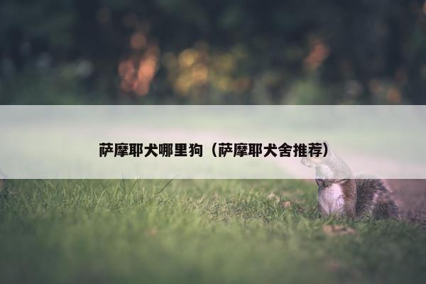 萨摩耶犬哪里狗(萨摩耶犬舍推荐)