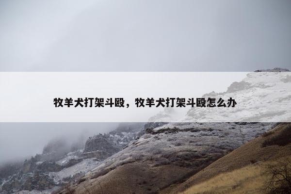 牧羊犬打架斗殴，牧羊犬打架斗殴怎么办
