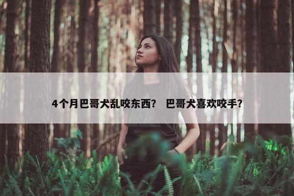 4个月巴哥犬乱咬东西？ 巴哥犬喜欢咬手？