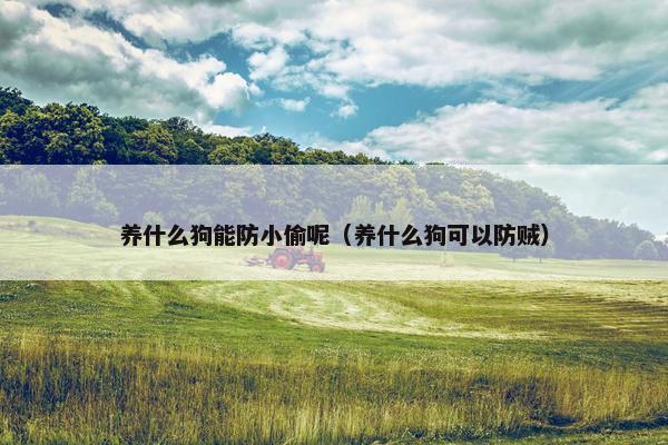 养什么狗能防小偷呢（养什么狗可以防贼）