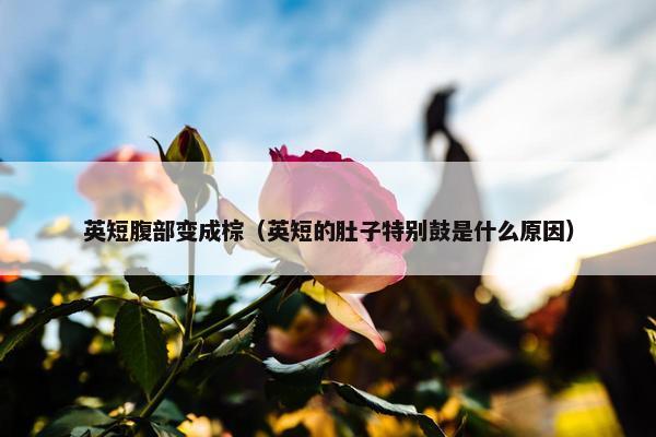 英短腹部变成棕（英短的肚子特别鼓是什么原因）