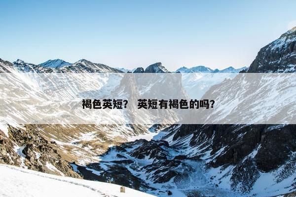 褐色英短? 英短有褐色的吗?