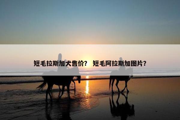 短毛拉斯加犬售价？ 短毛阿拉斯加图片？