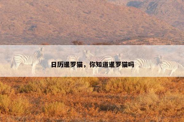 暹罗猫 第6页