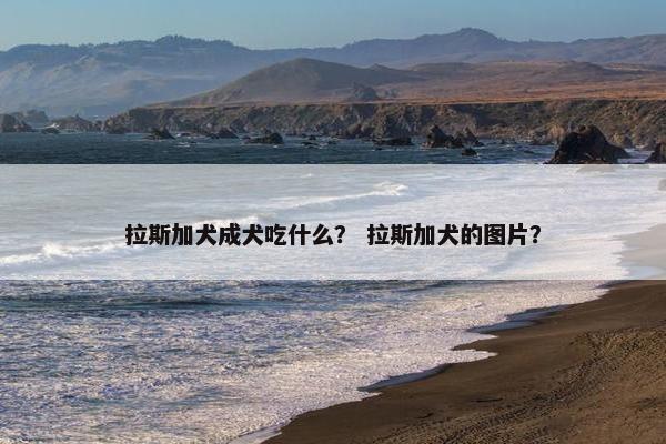 拉斯加犬成犬吃什么？ 拉斯加犬的图片？